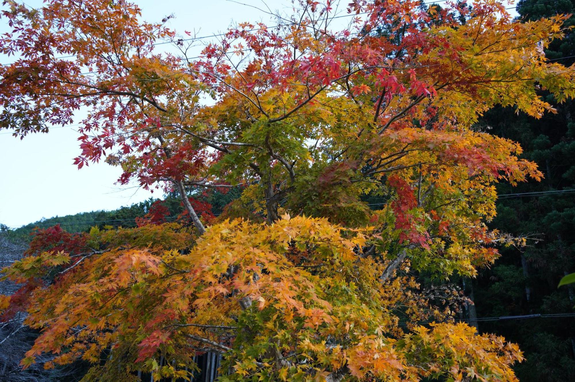 Satoyama Hotel Kanenone Tamba Maibara Exterior foto